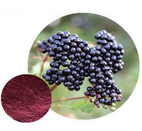 China 100% Natural Maqui Berry Fruit Powder   for sale