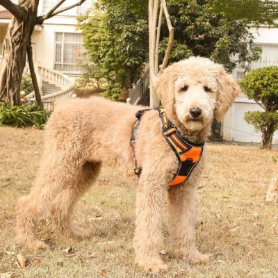 China Breathable Type Chest Single Ction Cloth Traction Harness Quick Release Pet Carrier Dog Leash Reflective Dog Vest Harness for sale