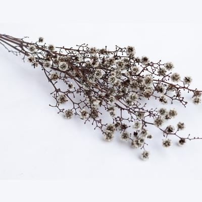 China New Nature Popular Style Real Touch Dried Pressed Flowers Decoration Dried Stirlingia Stems for sale