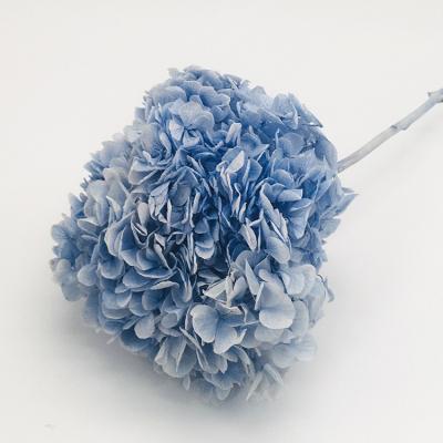 China Wedding Home Decoration Hot Sale Large Yard Light Pink Leaf Hydrangeas Dried Blue Preserved Flowers Hydrangea Wedding Decor for sale