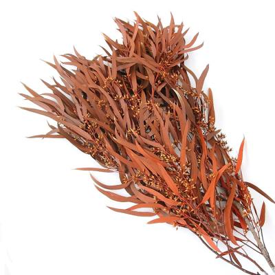 China Hot Selling Wholesale Real Touch Nature Flower Decoration Dry Flowers Preserved Willow Eucalyptus for sale