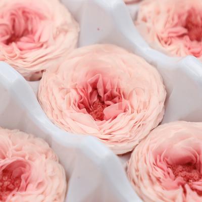 China Touch real nature tending decorative products arrivals 5-6 cm real hot selling touch preserved Austin Rose Heads for sale