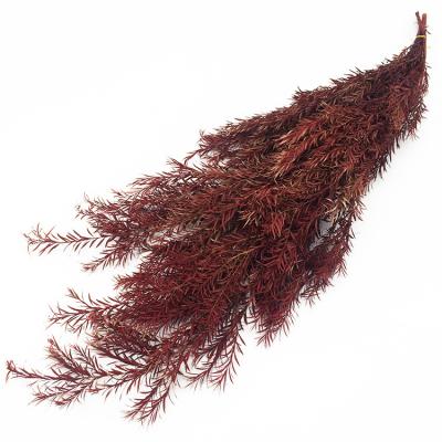 China Hot Selling Real Nature Touch Dry Flower Bouquet Dried Flowers For Bulk Preserved Melaleuca Bracteata Leaf for sale