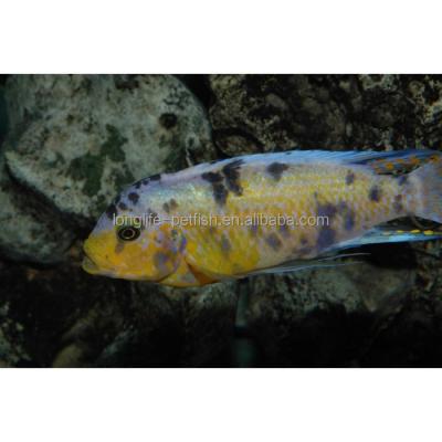 China Viable ornamental cichlid from Tanganyika for sale