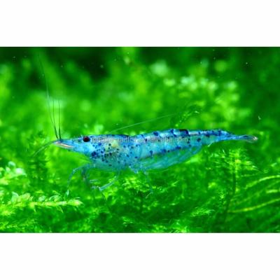 China Viable Hot Selling Blue Jelly Neocaridina Deocoration for sale