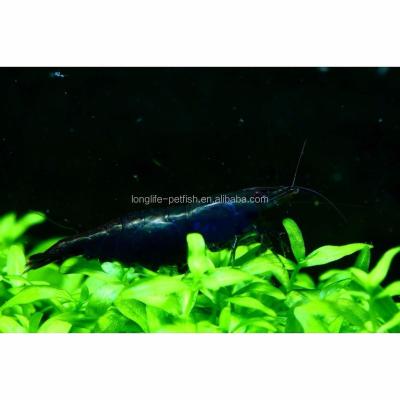 China Neocaridina best sustainable sale tropical dark blue deocoration for sale