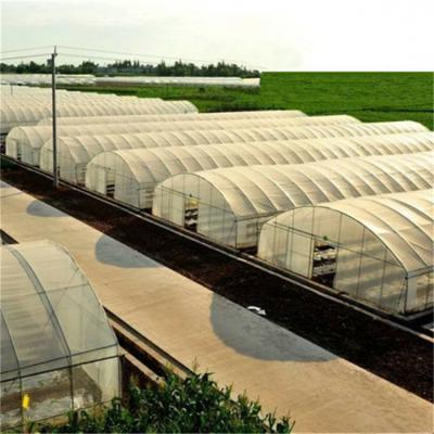 China High Stable Structure Large Size Tunnel Agricultural Greenhouse For Tomato Plastic Film Greenhouse for sale