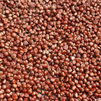 China 2020 Low Fat Organic Raw Material Crop Chestnut From China for sale