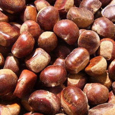 China 2021 New crop hebei low fat organic fresh bulk chestnuts for sale for sale