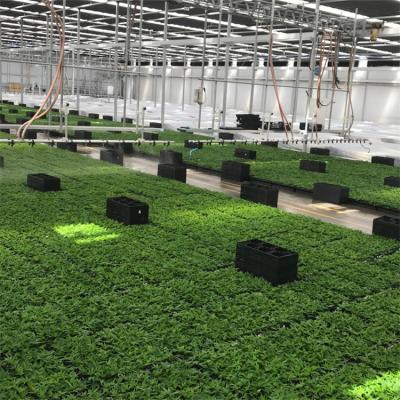 中国 ライトブラックアウト温室 Poly Tunnel Light Deprivation Blackout Single Tunnel Greenhouse with Growing 販売のため