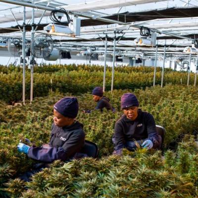 China Cultivo de maconha Light Dep Automático Blackout Estufa Galvanizado por imersão a quente à venda