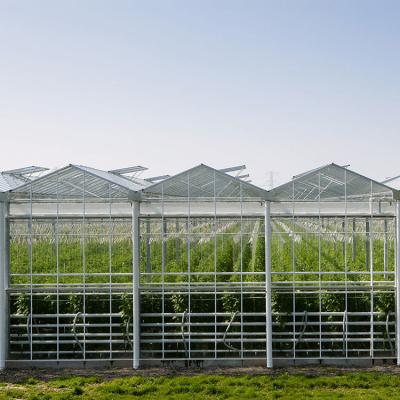 Κίνα 8mm Float Glass Multi Span Venlo Glass Greenhouse Top Ύψος 4,5m-7,5m προς πώληση