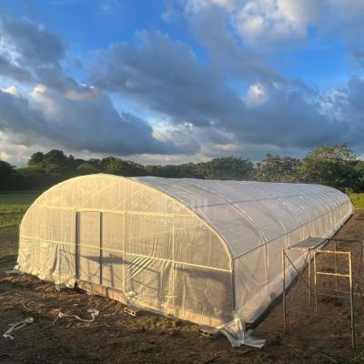 China Conservatorio de películas de plástico Invernadero Hoop House Polytunnel Túnel alto Invernadero en venta