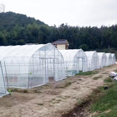 Chine 10x50m Polytunnel Berry Poly High Tunnel Serre à film à vendre