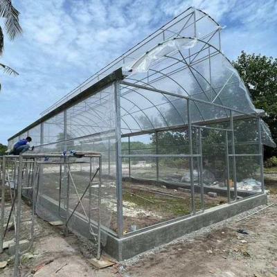 中国 Metal Frame Covered Outdoor 6x15m Agricultural Commercial Green House Umbrella Roof Vent Greenhouse With Ventilation 販売のため