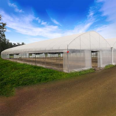 China Agricultural Vegetable Green House Multi-span Tomato Greenhouse For Fruits Flower for sale