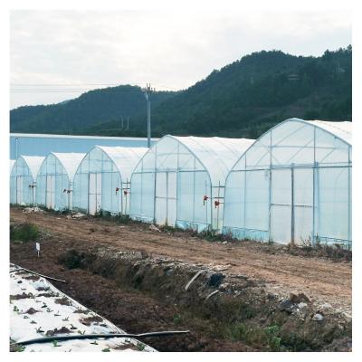 China 8x30 Meter Agricultural Commercial Vegetable Plastic Film Tunnel Greenhouse For Tomato Rose Mushroom en venta