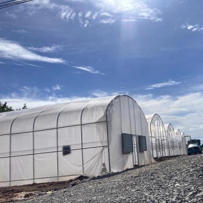 China High Tunnel Single Span Tomato Hydroponic System Low Cost Plastic Greenhouse Agriculture en venta