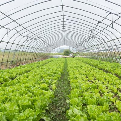 中国 6x15m High Tunnel Greenhouse With Galvanized Steel Frame For Vegetable Farming 販売のため