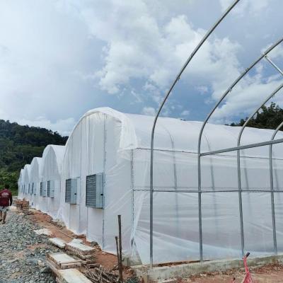 中国 Durable Tunnel Greenhouse 6x15m with PE Film Cover for Flower Growing 販売のため