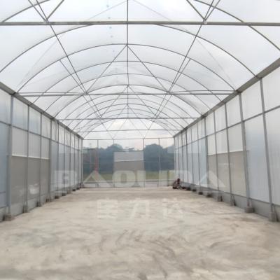 Chine Galvanized Steel Pipe Frame Tunnel Greenhouse for Vegetables and Fruits à vendre