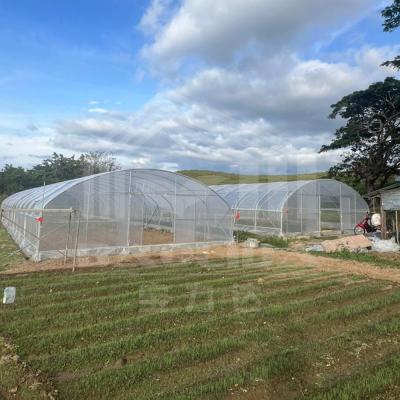 中国 Professional Agricultural Tunnel Greenhouse With Rustproof Galvanized Frame 販売のため