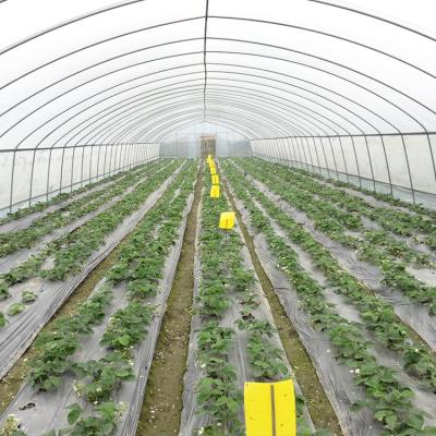 中国 Sturdy 6x15m Tunnel Greenhouse With 1.5m Arch Distance For Crops 販売のため