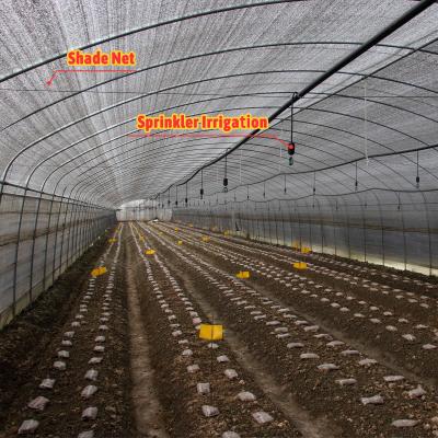 China Mushroom Growing Black White PEP Mushroom Farm Greenhouse Agricultural Greenhouse for sale