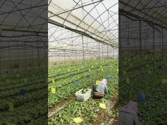 Hydroponic Growing System Single-Span Tunnel Plastic Film Greenhouse Agricultural