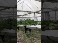 Year Round Nursery Hothouse Automated Dome Modular Multispan Tunnel Greenhouse