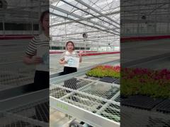 Plant Growing Greenhouse Accessories 4‘×8‘  4‘×10‘ Ebb And Flow Rolling Bench