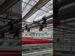 Agricultural Hydroponic System Multi-Span Venlo Glass Greenhouse Customized