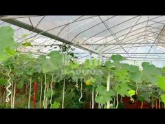 Polytunnel Hothouse Sawtooth Top Ventilation Tunnel Greenhouse For Plant Vegetable