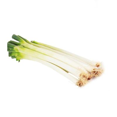 China Wholesale Fresh Organic Slightly Sweet Spring Crisps Green Onion Scallions for sale