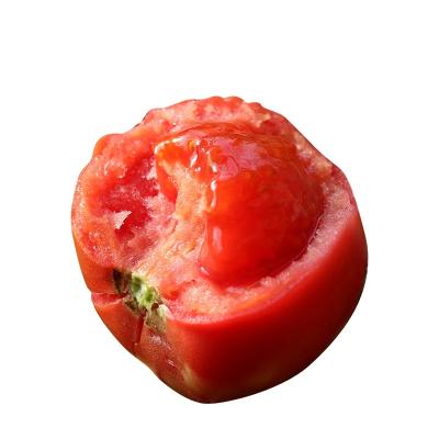 China China Fresh Brands Farm Fresh Shipping Tomatoes Careful Planting Fresh Tomato for sale