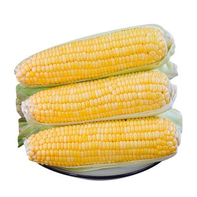 China Fresh Fruit Plump Yellow Corn Niblet Vacuum Packed Fresh Corn for sale