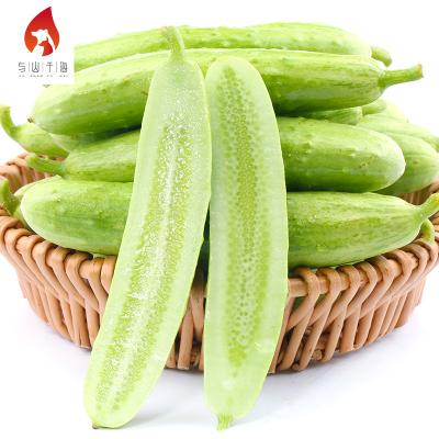 China Wholesale Jade Fresh Green Cucumber Fresh Sweet White Cucumber For Sale for sale