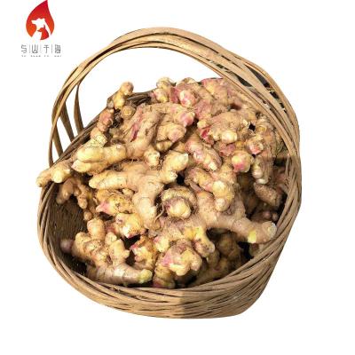 China China Factory Fresh Export Bulk Fresh Ginger Big Yellow Fresh Ginger For Sale for sale