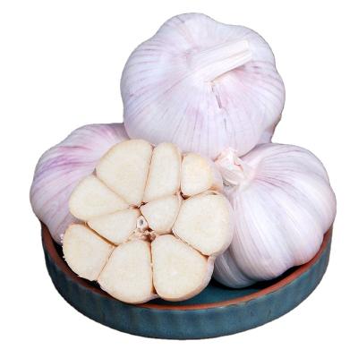 China Wholesale Market Price Fresh Garlic High Quality Organic Food Fresh Garlic for sale