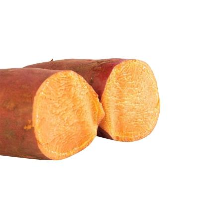 China Fresh soft candy and fresh fleshy China export potato sweet potato for sale