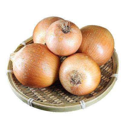 China Fresh refreshing onion and delicious yellow white onion fresh shallot for sale