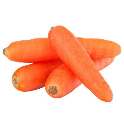 China Supply Fresh Vegetables Fresh Carrot Manufacturer Export China Fresh Carrots for sale