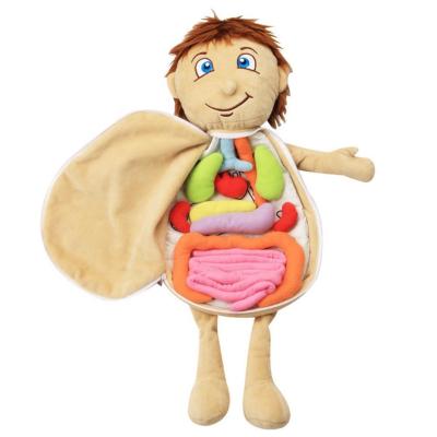 China New Model Human Anatomy Doll Torso Body Model Internal Anatomy Organs for Teaching Educational Soft Toy Dropship GBJ0014 for sale