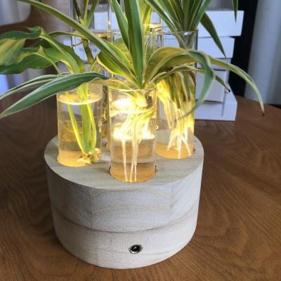 China Home/Desktop LED Decoration Light 6 Plant Decoration Glass Tubes for Office, Home, Table Light. for sale