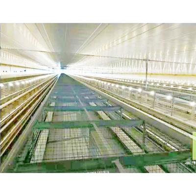 China Cultivates Poultry Farm Egg Layer Cage Fertilizer Removal System Automatic Breeding H Type Cage for sale