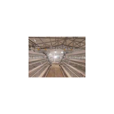 China Complete Automatic Poultry Chicken Layer Cage One Layer Automatic Battery Type Cage For Automatic Chicken Cage for sale