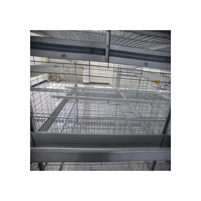 China Farms Factory Direct Selling Equipment Full Automatic H-Type Chicken Breeding Automatic Pullet Raising Cage for sale