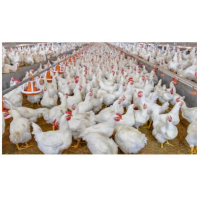 China Farms Automatic Broiler Pan System Feeding Chicken Plastic Broiler Feeding Pan For Poultry Farm for sale