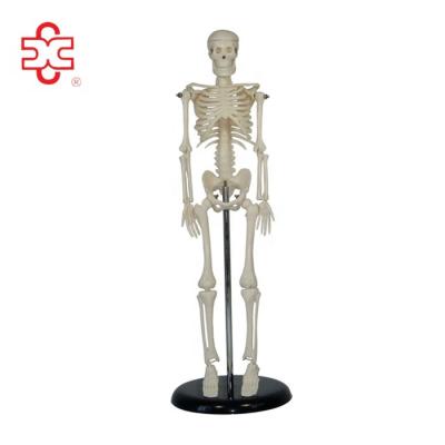 China Small Teaching Sticky Skeleton Toy for sale