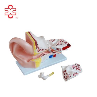 China School / Hospital Model Of Inner Ear Plastic Labyrinth for sale